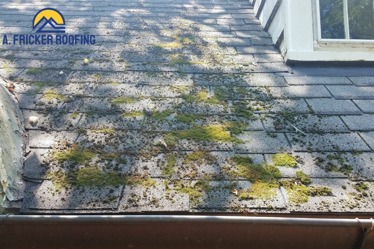 Best Algae Resistant Shingles For Your Roof