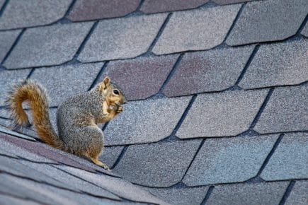 Squirrel on roof

