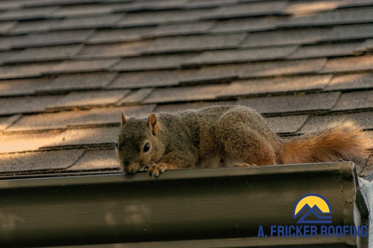 How To Get Rid Of Squirrels On Your Roof: A Homeowners Guide