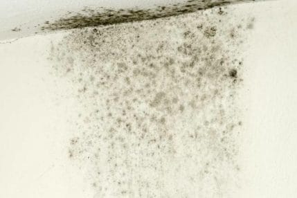 Dampness and Mold Growth